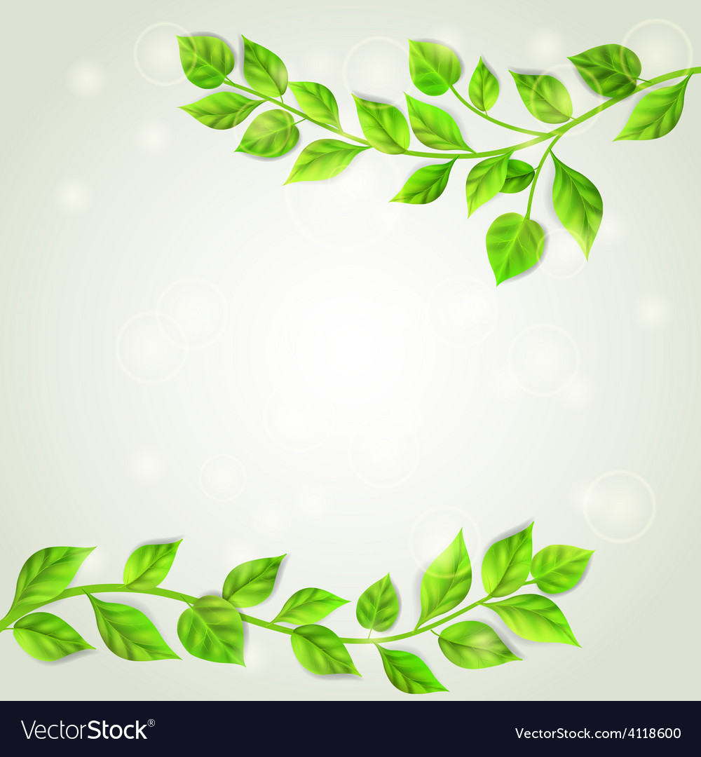 Branches with green leaves Royalty Free Vector Image