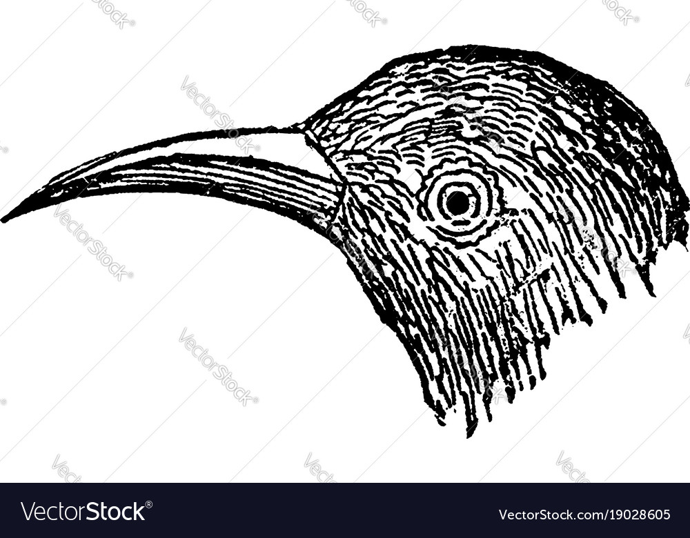 Beak vintage Royalty Free Vector Image VectorStock