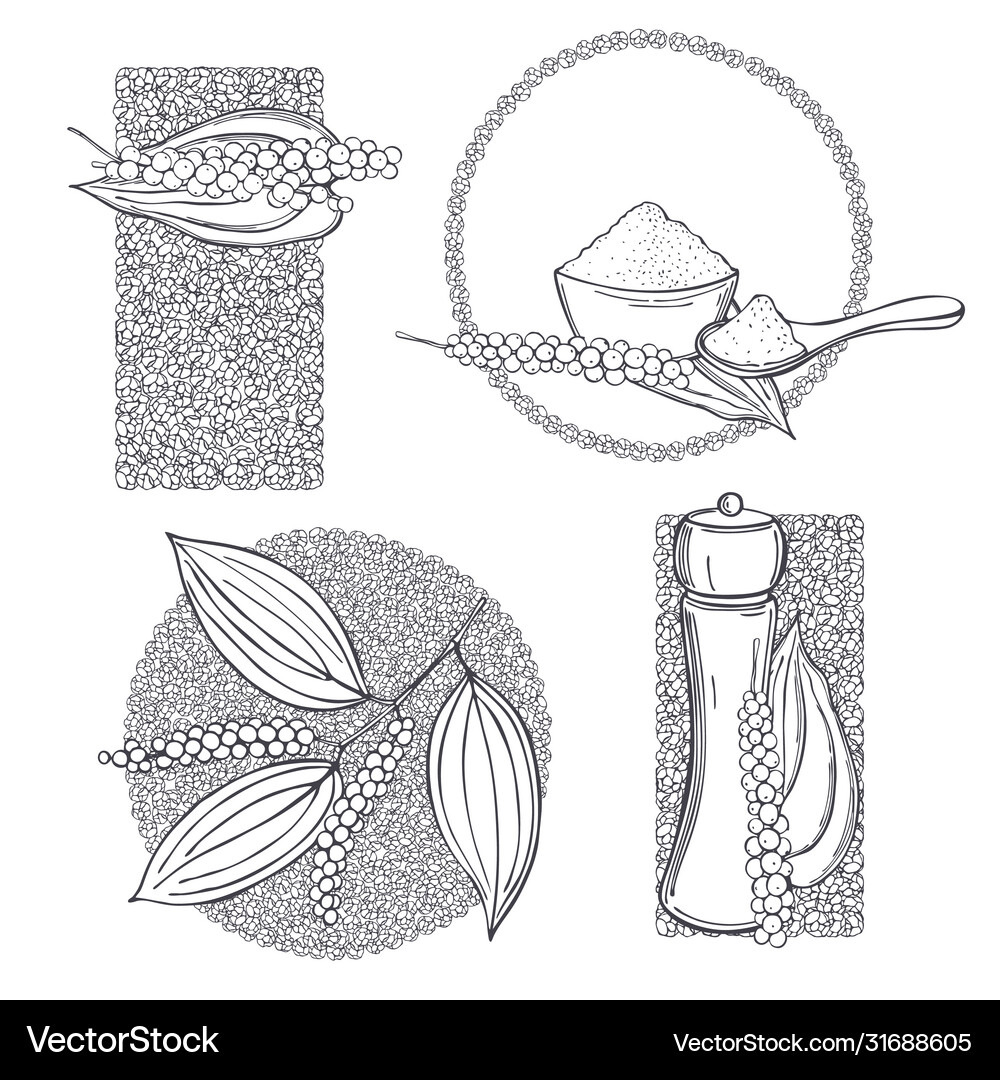 Hand draw black pepper sketch Royalty Free Vector Image