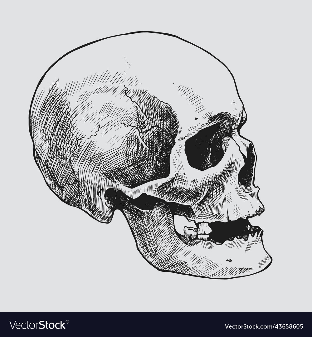 Hand gezeichneter menschlicher Schädel in Profilgrafik