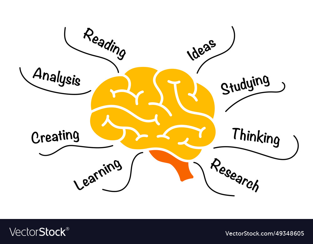 Human brain anatomy infographic educational