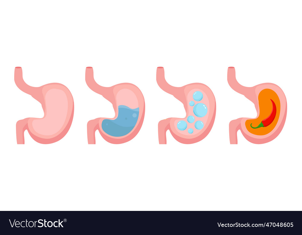 Human stomach empty and full stomach bloating Vector Image