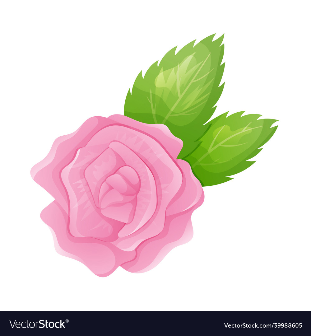 Isolated cartoon of rose bud