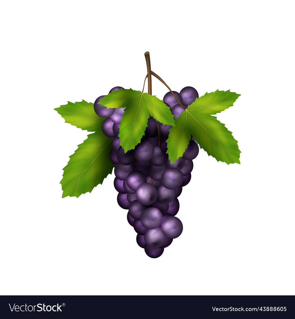 Realistic black grape with leaves icon of fresh