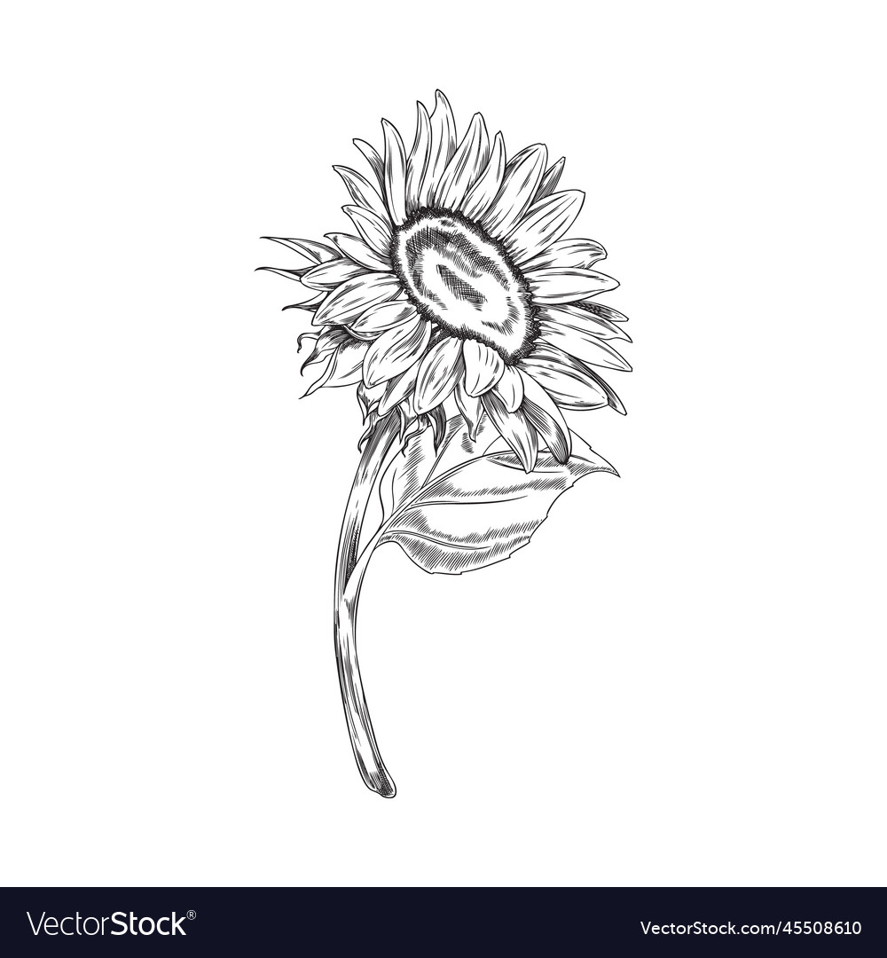 Blooming open sunflower on stem engraving style
