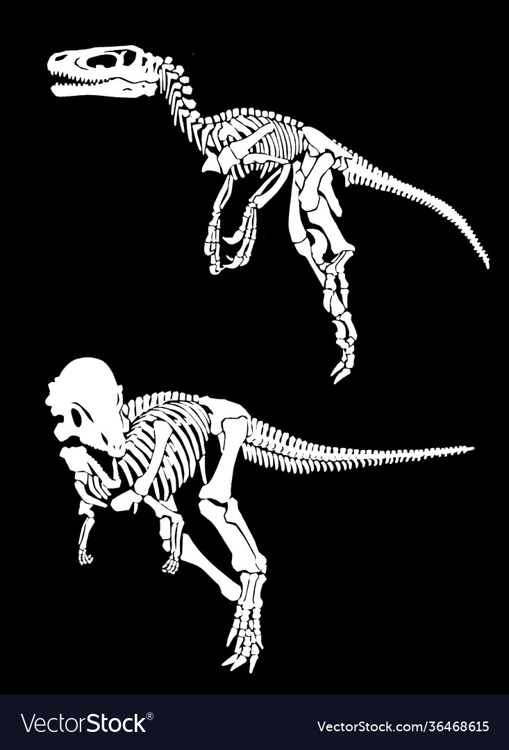 Graphical set dinosaur skeletons isolated