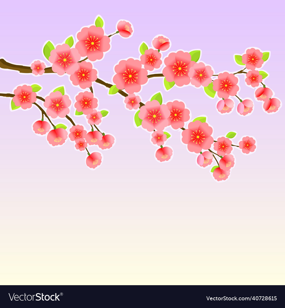 Japanese sakura cherry tree