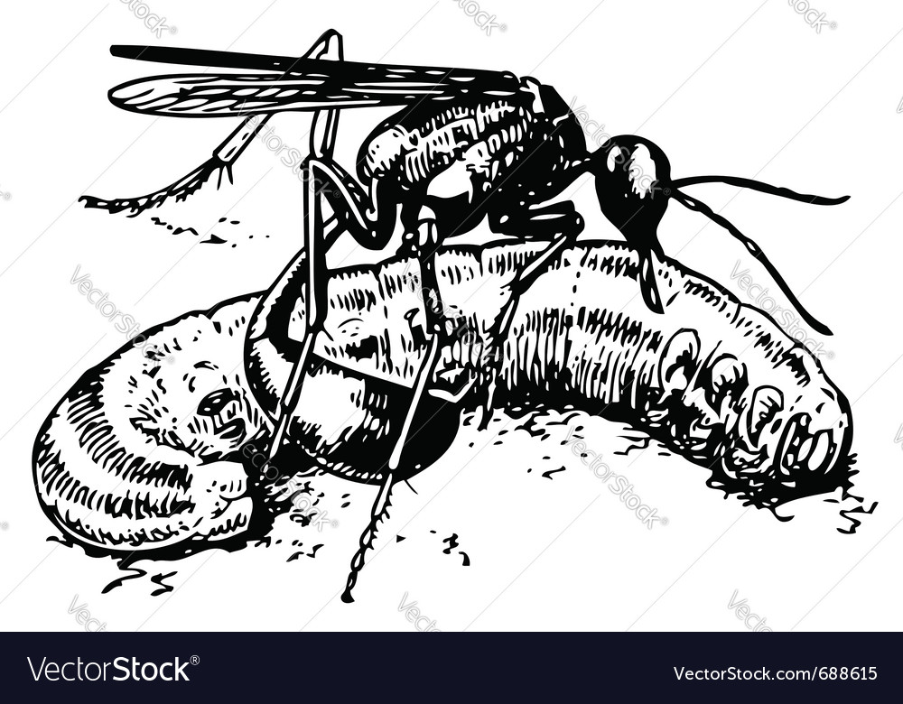 Wasp ammophila sabulosa with prey paralyzed c