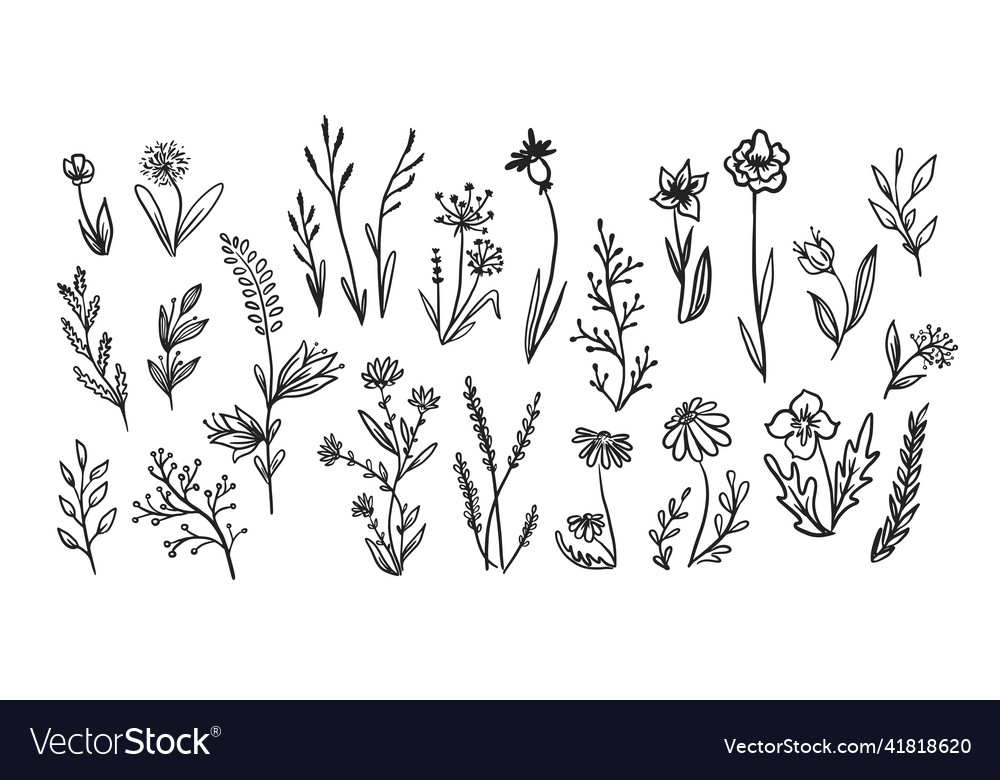 Set of wild flowers hand drawn in doodle style vi Vector Image