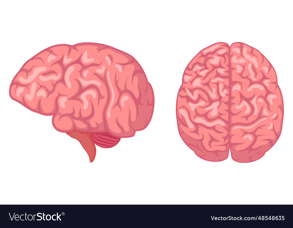 Human brain internal organ anatomy isolated Vector Image