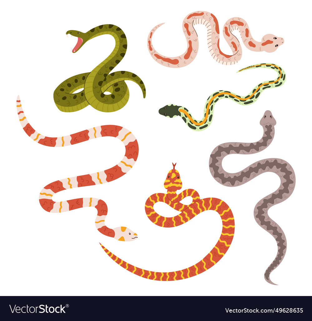Snakes collection diverse array of colors vector image Snakes collection diverse array of colors