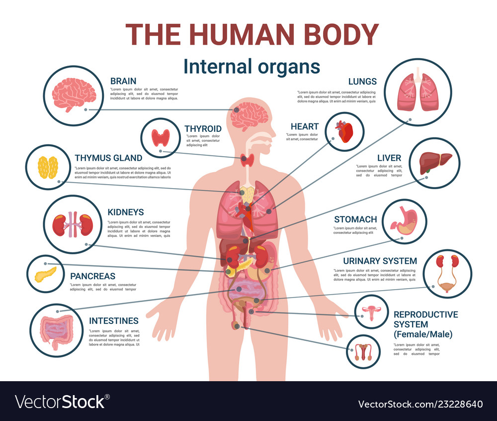 human internal body parts name with picture