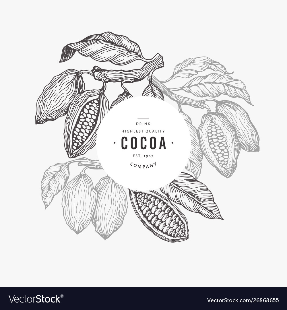 Cocoa bean tree banner template chocolate Vector Image