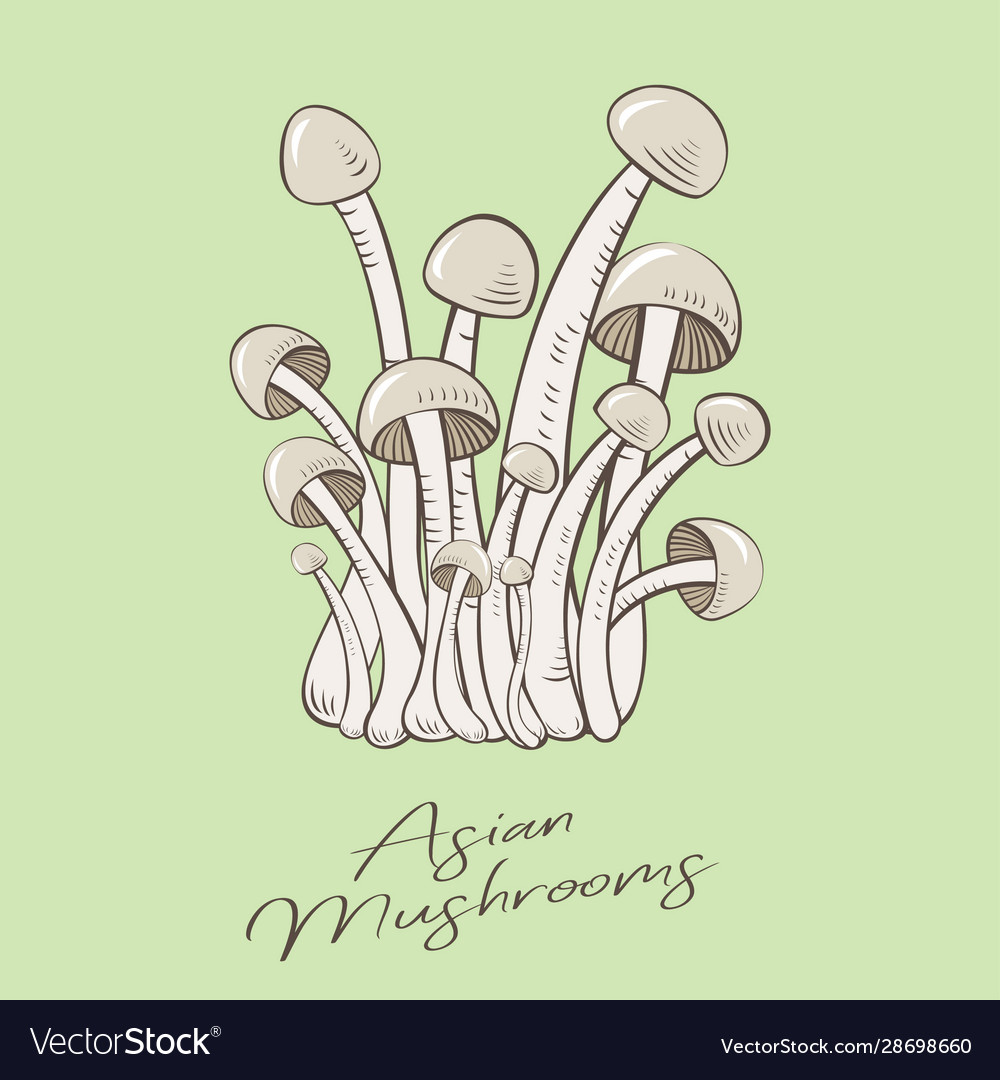 Asian mushrooms enoki or shimeji