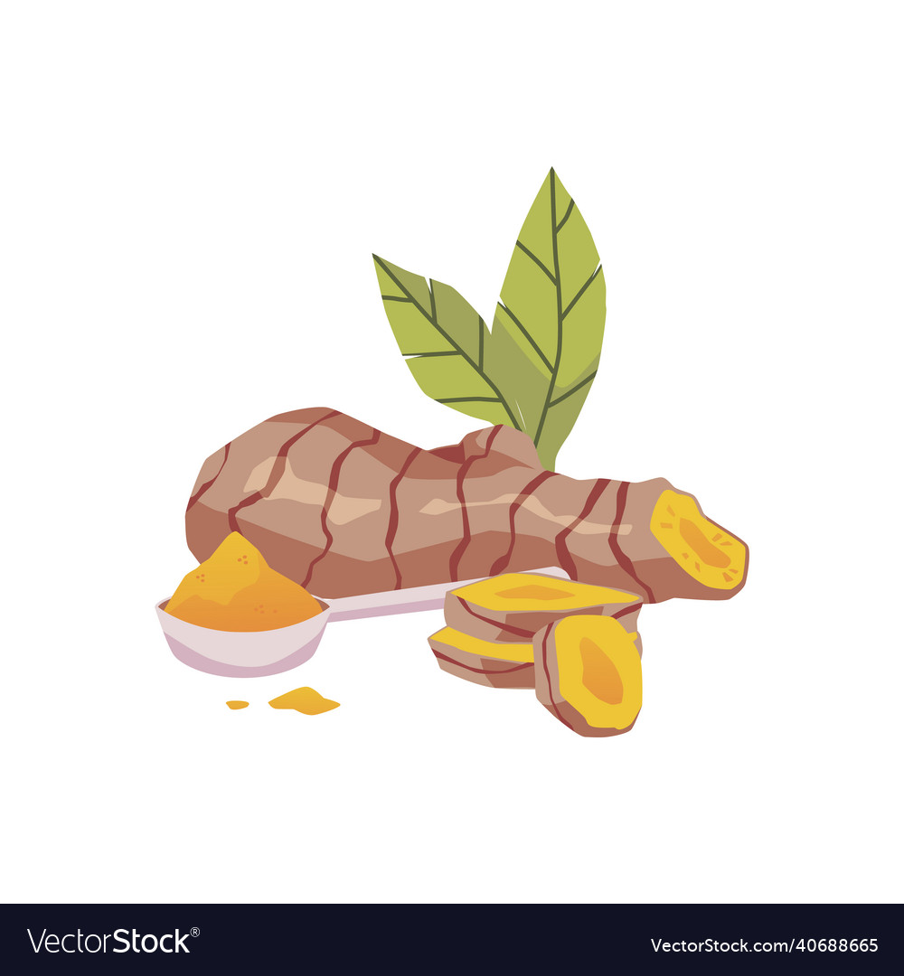 Turmeric or curcuma root and powder hand drawn