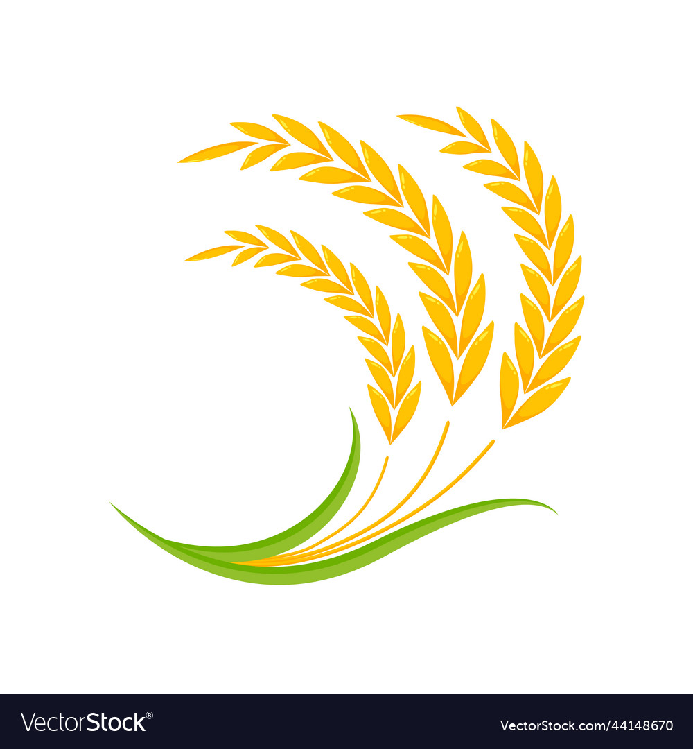 Ears of wheat whole grains for making bread Vector Image