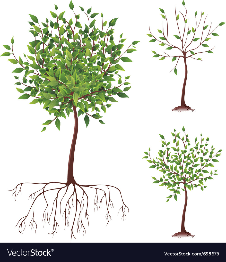 Realistic green tree with roots Royalty Free Vector Image