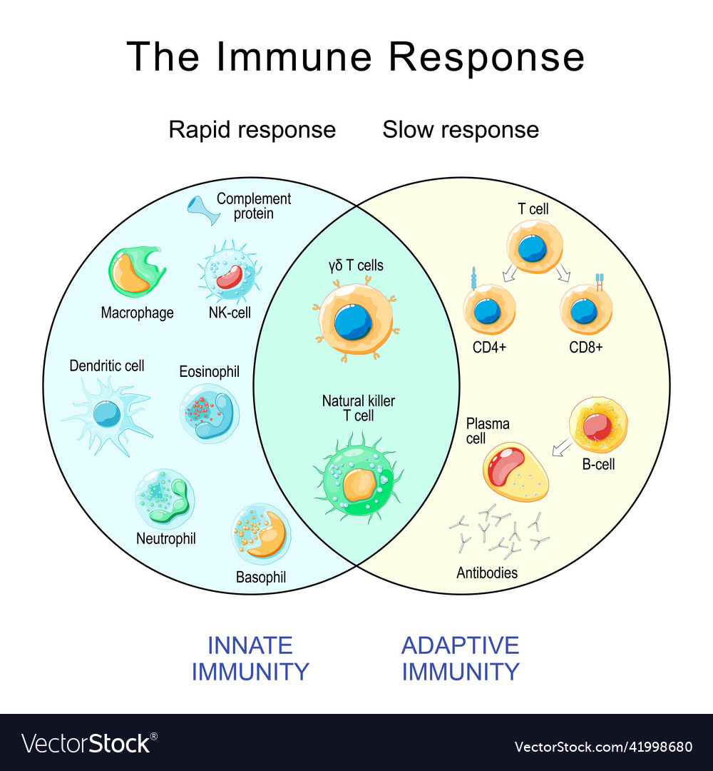 Immune response rapid and slow response Royalty Free Vector