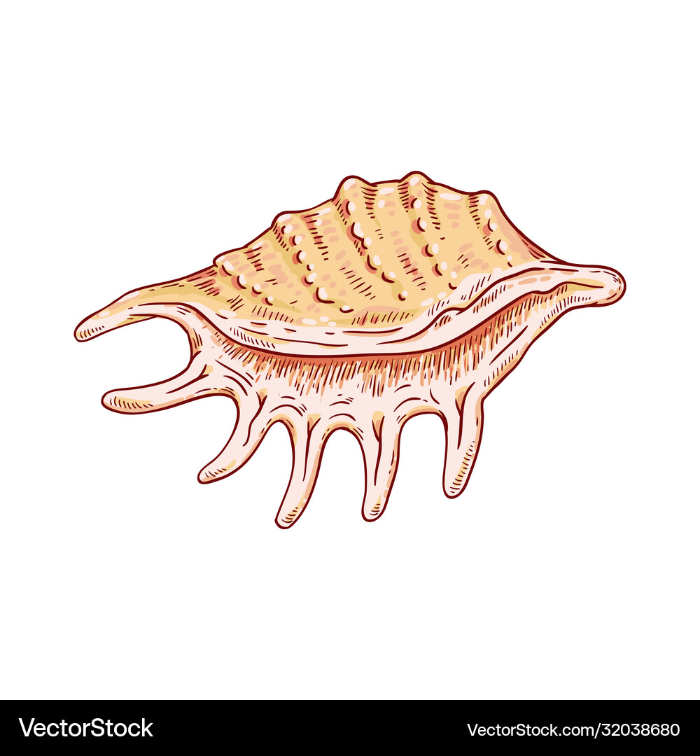 Large sea and ocean shell tropical from Royalty Free Vector