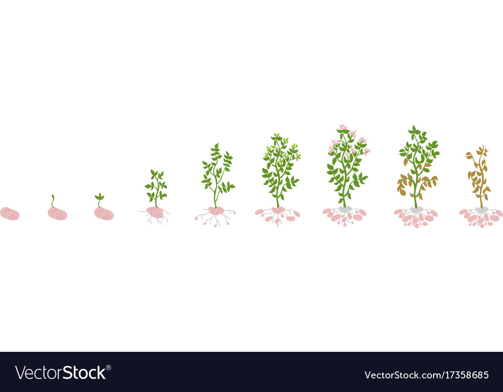 Solanum tuberosum potato Royalty Free Vector Image