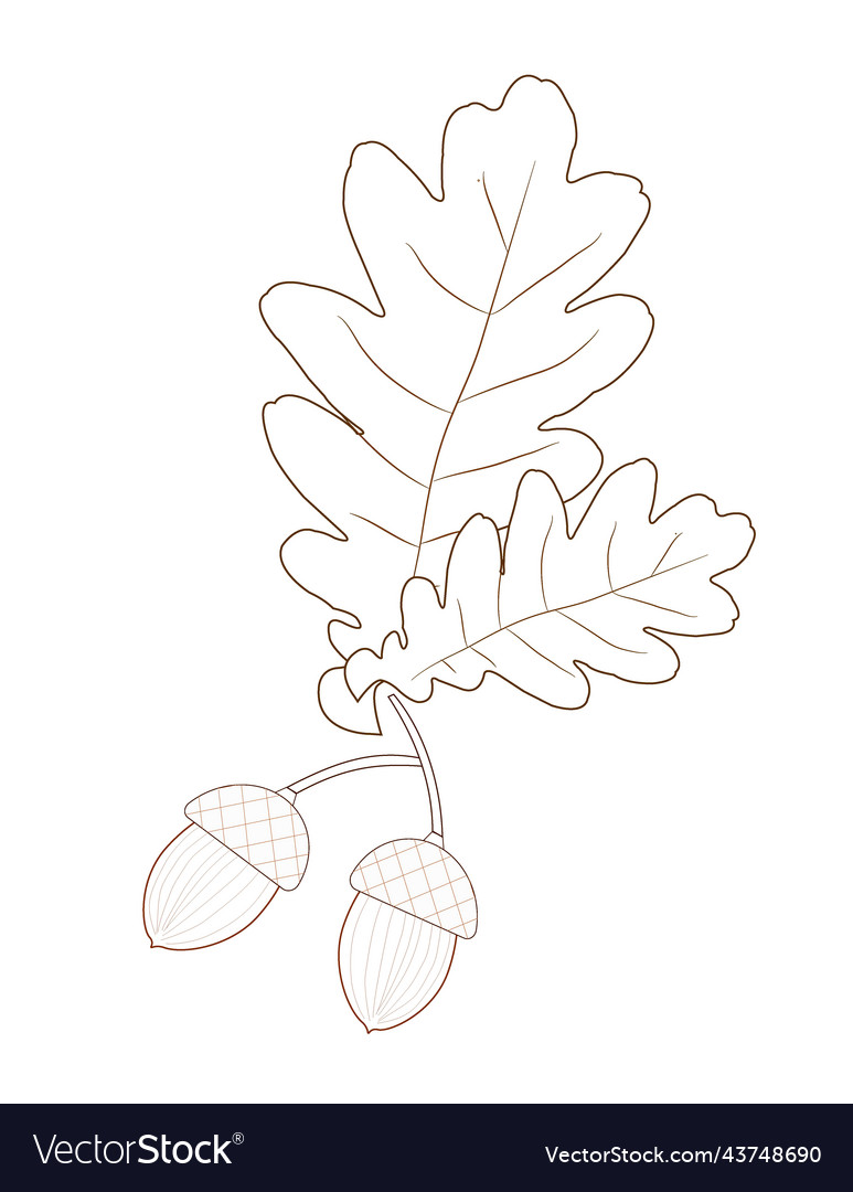 Silhouette of oak leaves and acorns vector image Silhouette of oak leaves and acorns