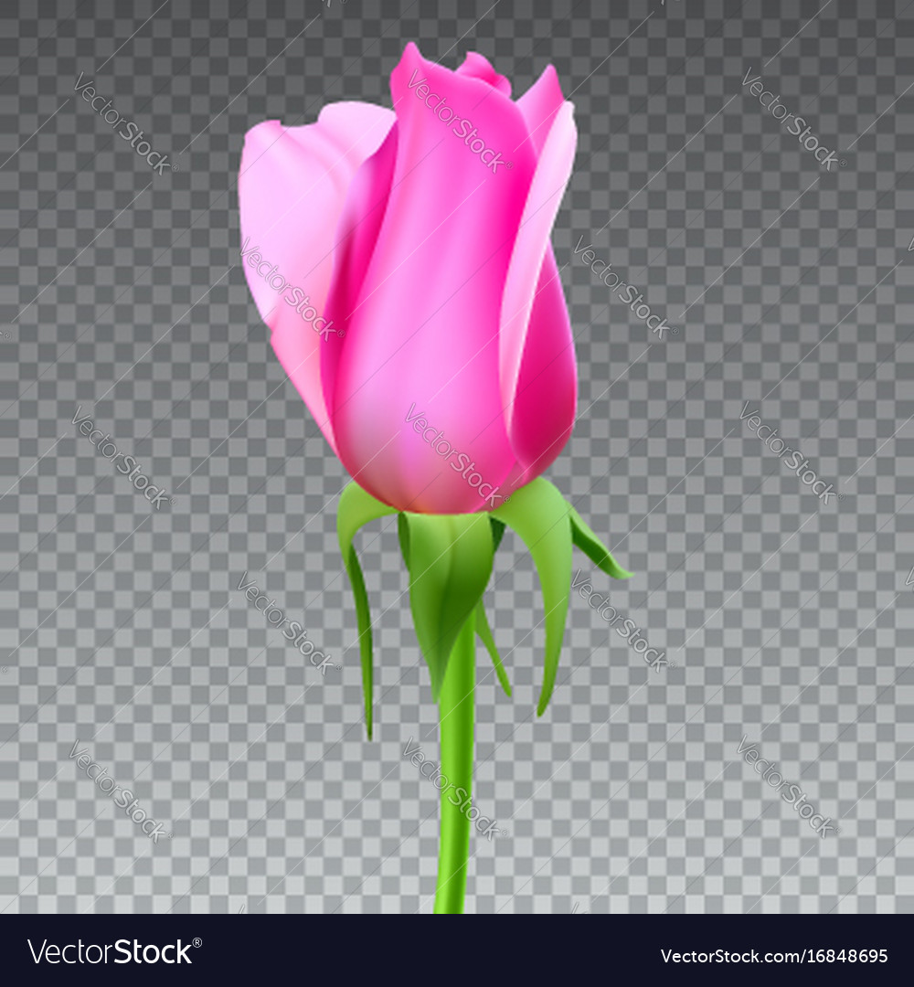 Realistic rose bud with stem and leaves closeup Vector Image