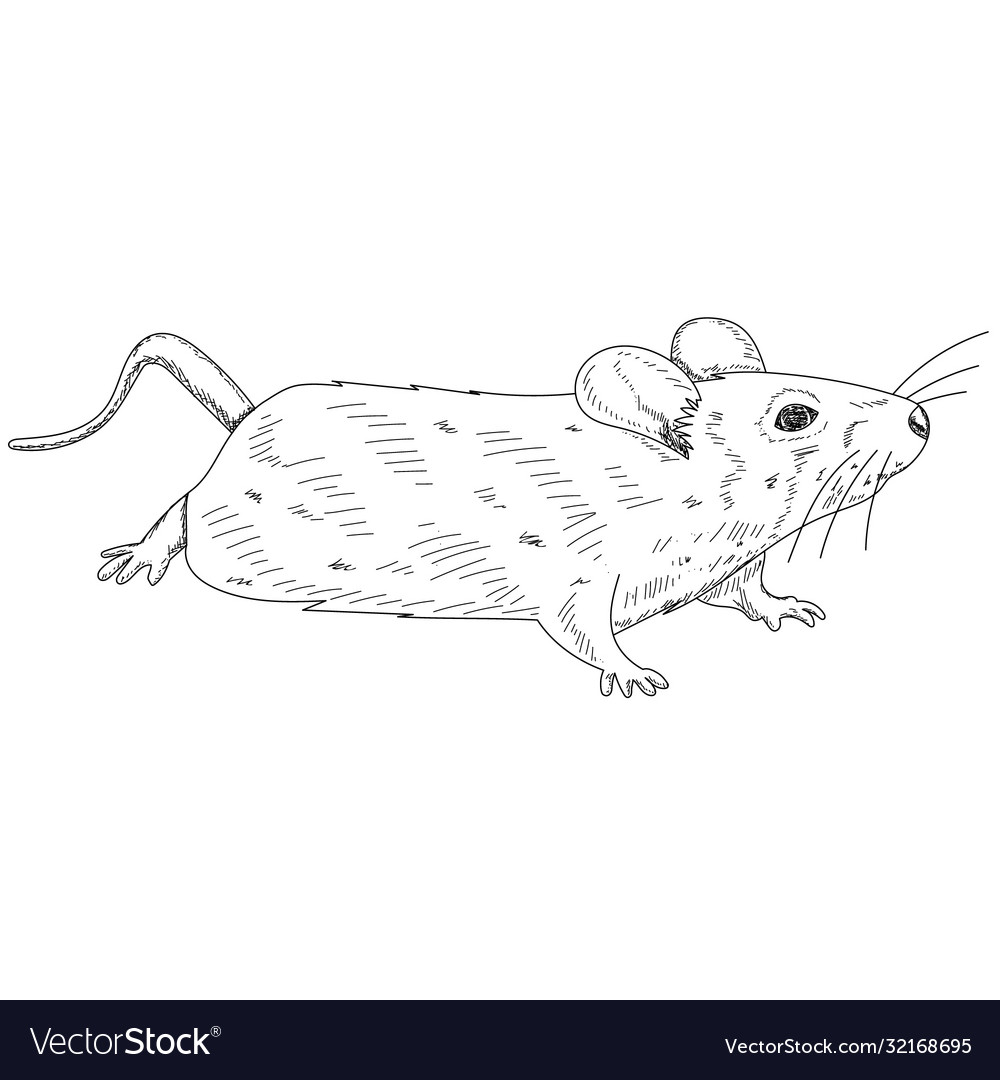White background rat mouse sketch with lines