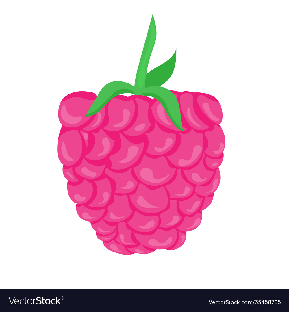 Raspberry with leaf isolated vector image Raspberry with leaf isolated