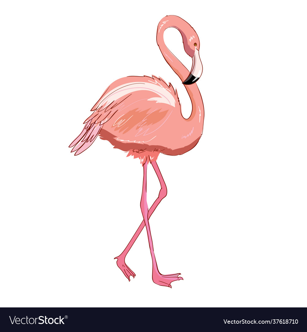 Pink flamingo isolated Royalty Free Vector Image