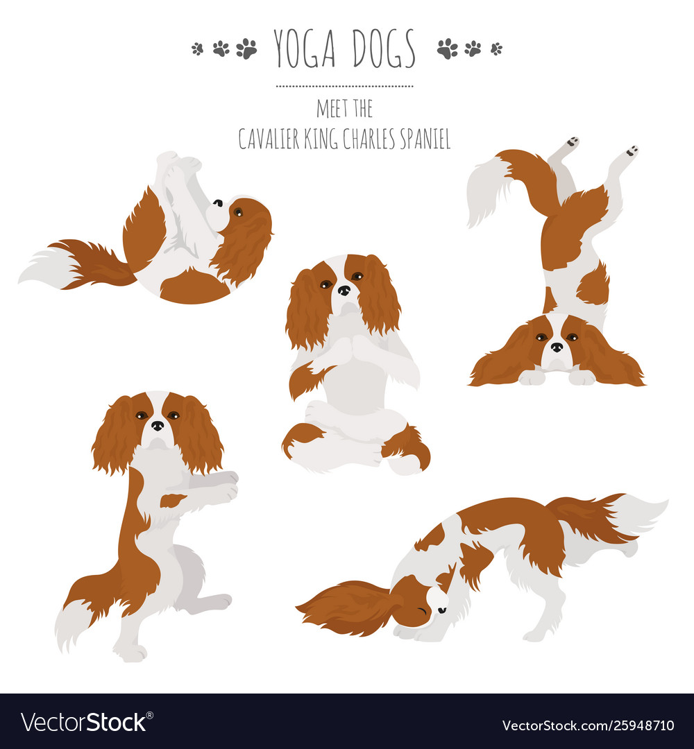 Yoga dogs poses and exercises cavalier king