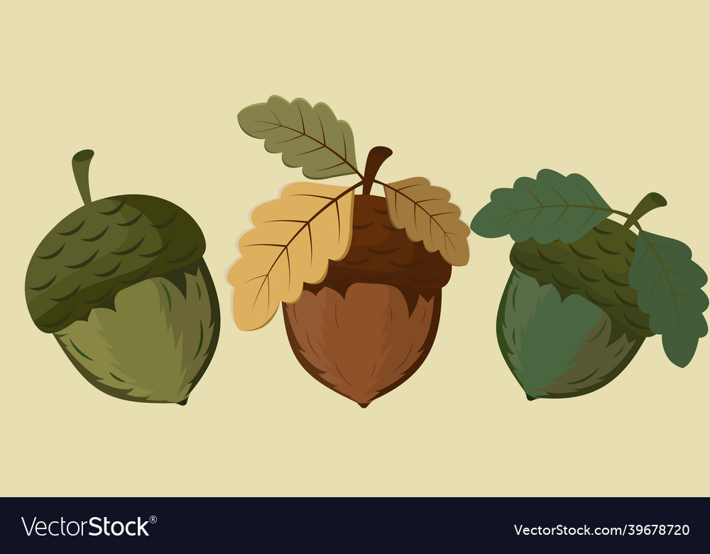 Acorn colored icons isolated on yellow background