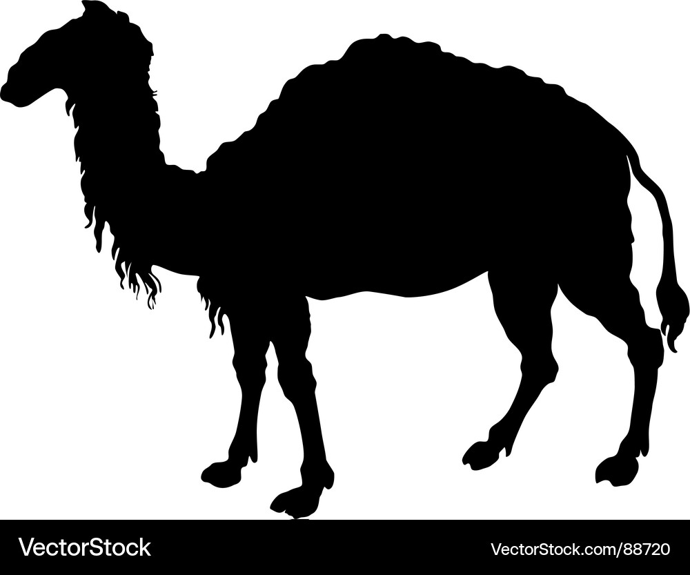 Camel Royalty Free Vector Image - VectorStock