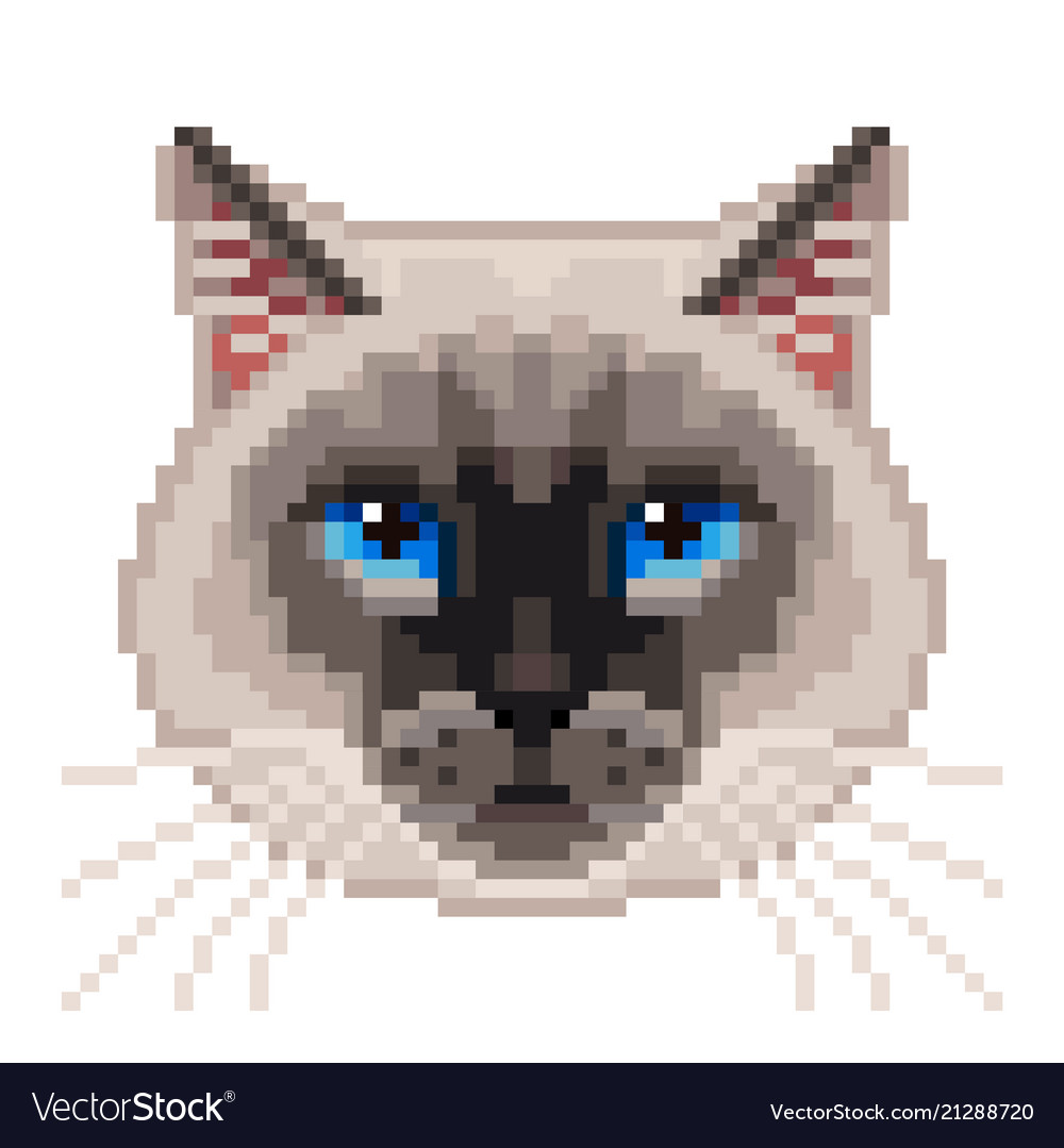 Pixel art vector Siamese cat icon isolated on white background. Stock  Vector