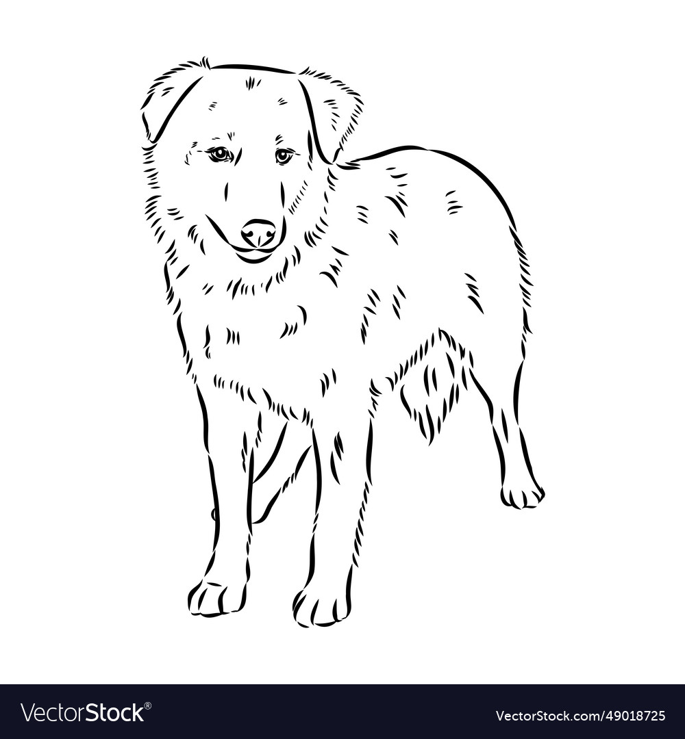 Aidi dog sketch outline pencil drawing artwork Vector Image