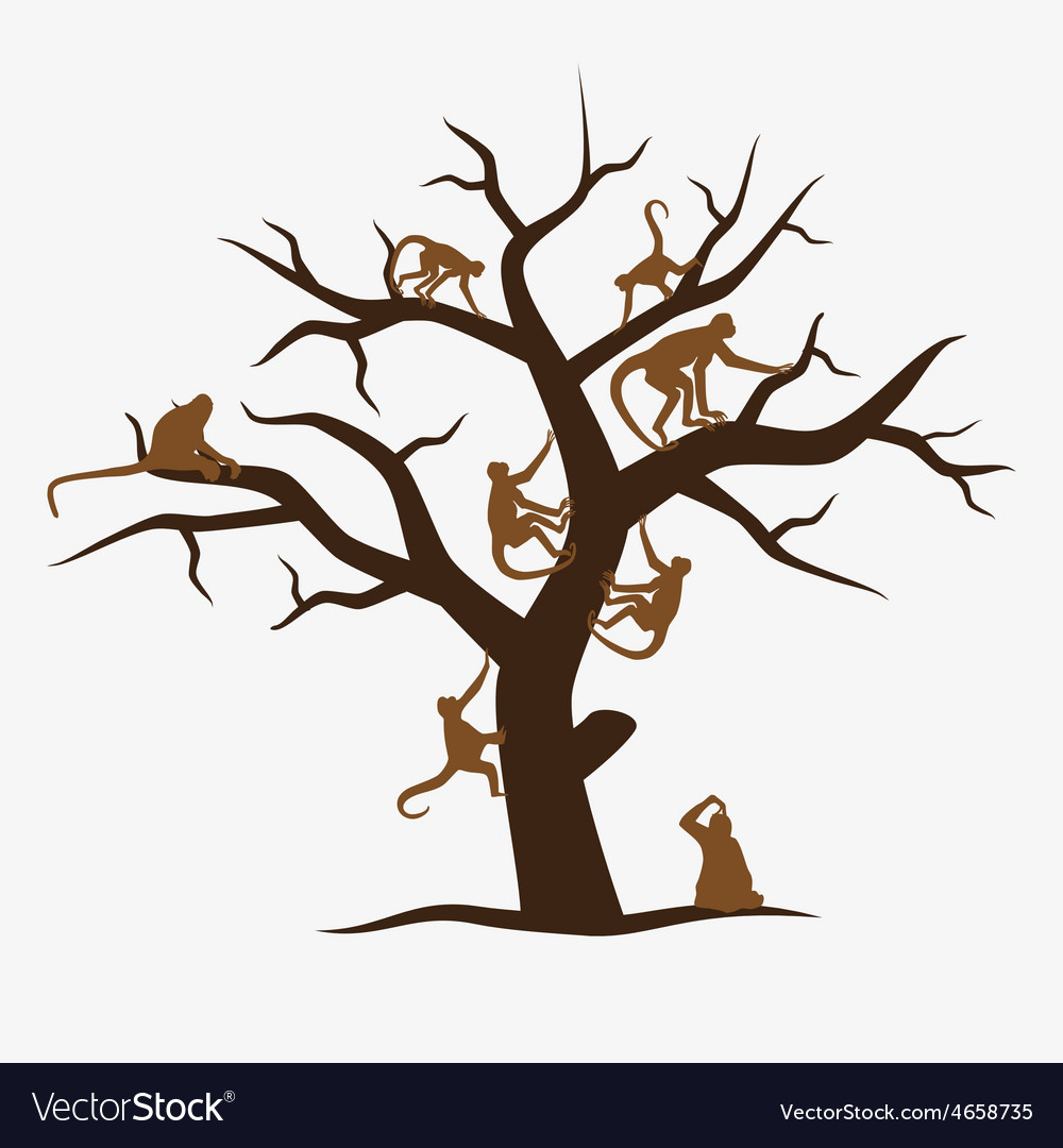 Monkey Tree with Branching Foliage