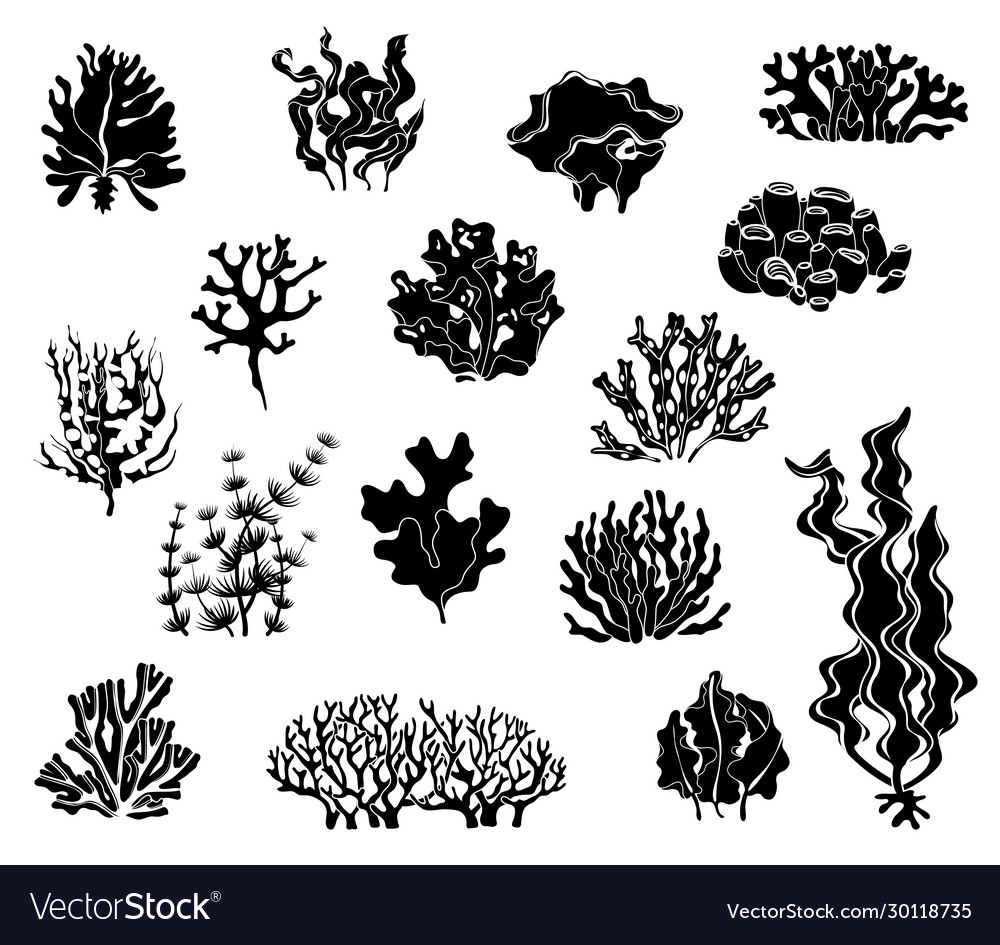 Seaweed silhouettes black icons coral elements Vector Image