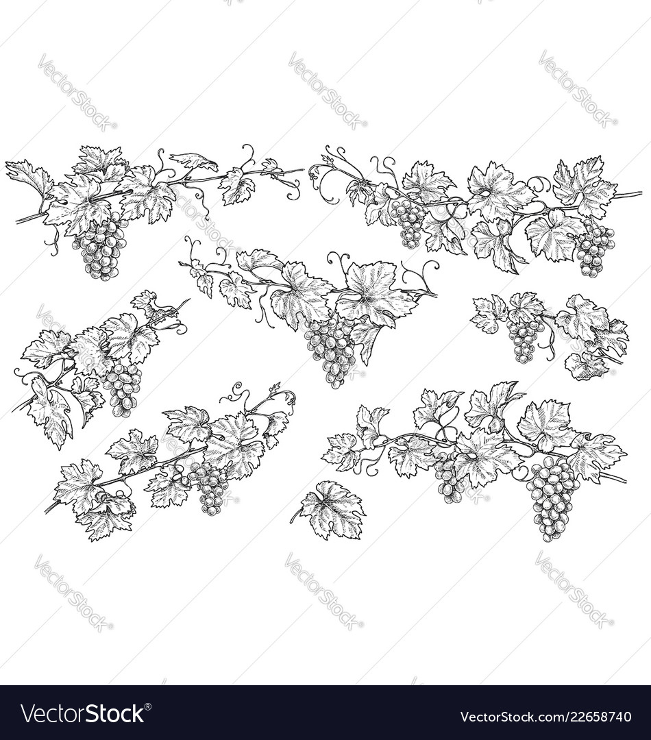 Hand Drawn Grape Branches Set Royalty Free Vector Image