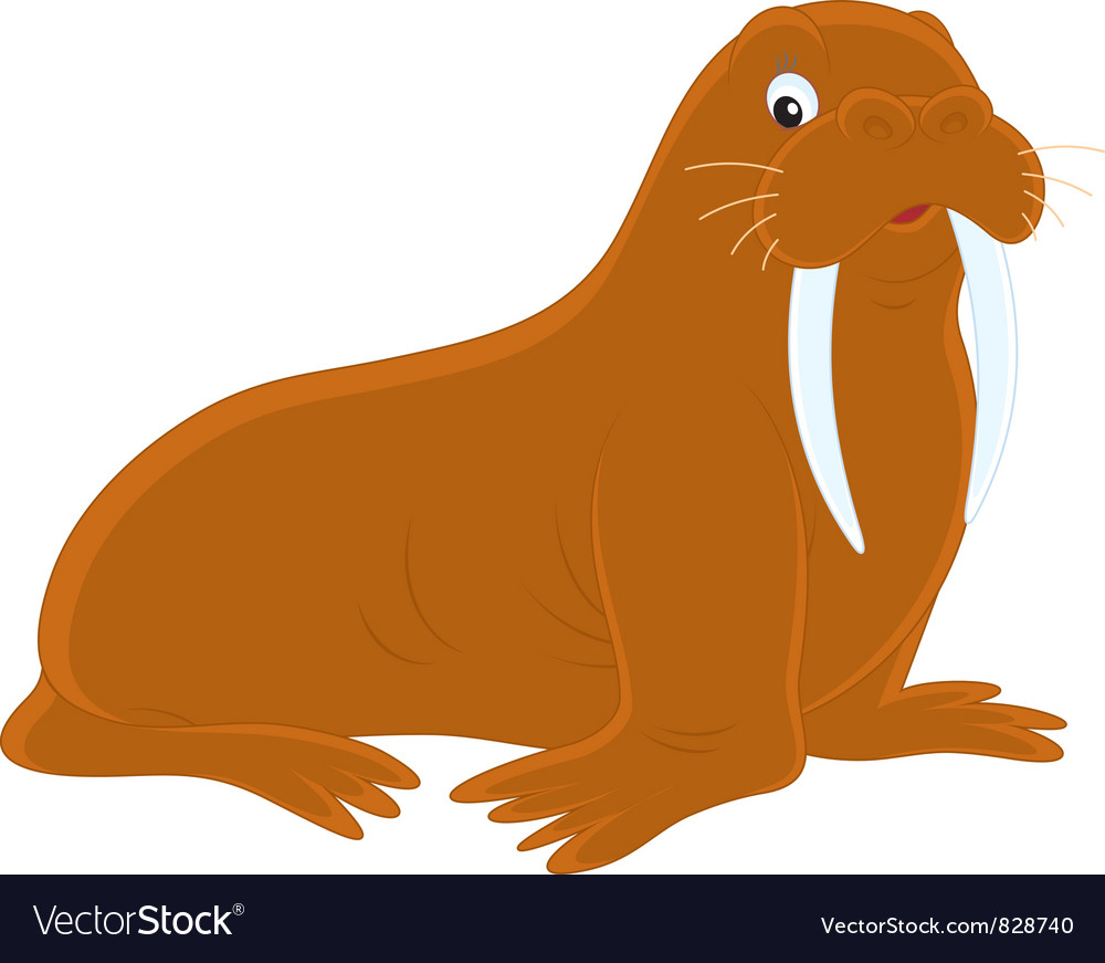 Walrus Royalty Free Vector Image - VectorStock