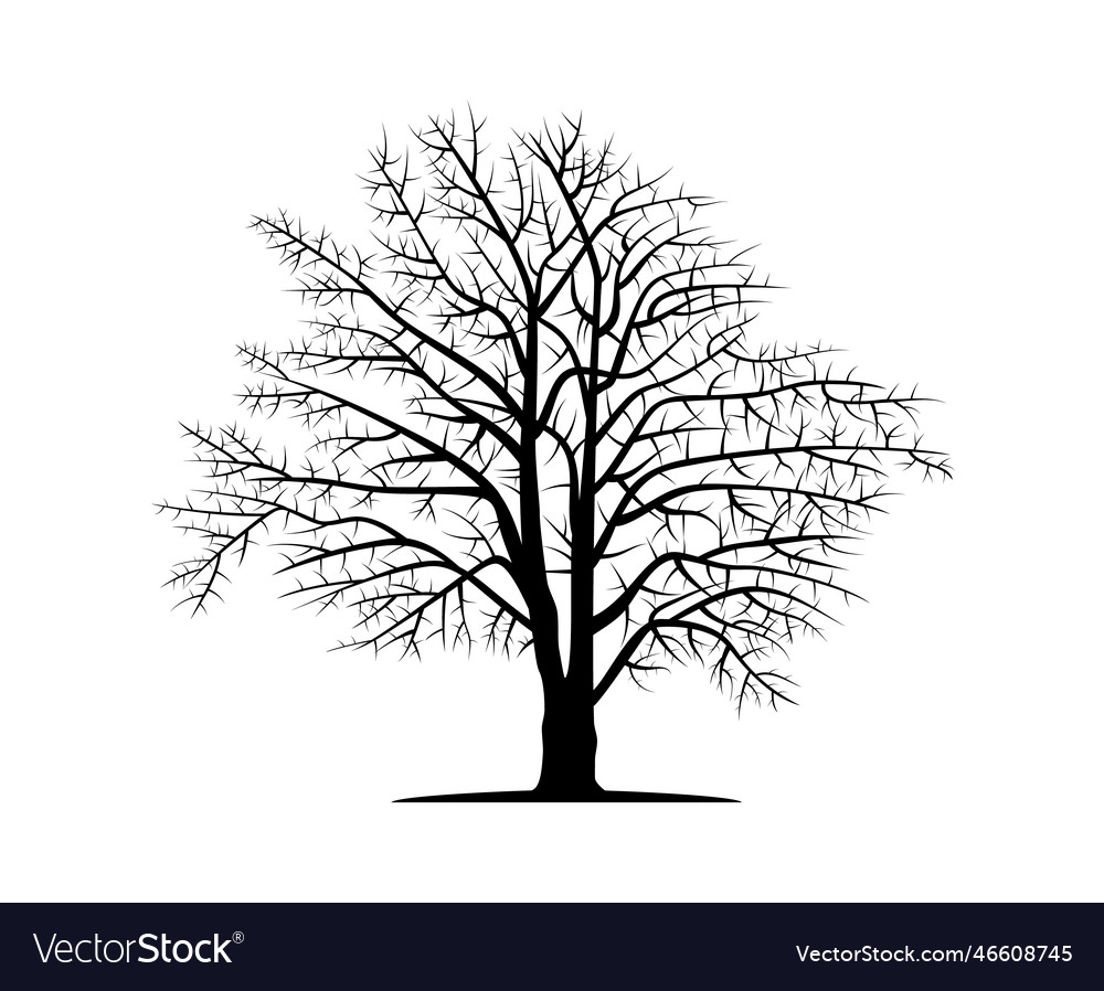 Drawn silhouette of beech trunk isolated Vector Image