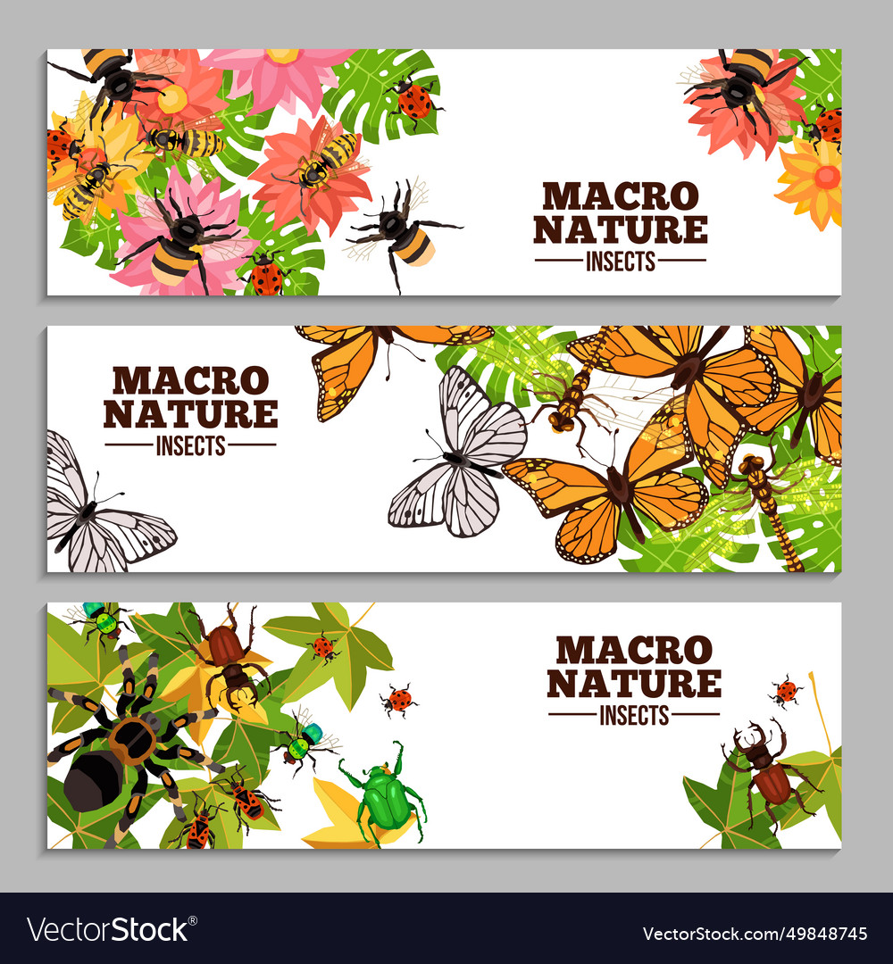 Insects horizontal banners Royalty Free Vector Image