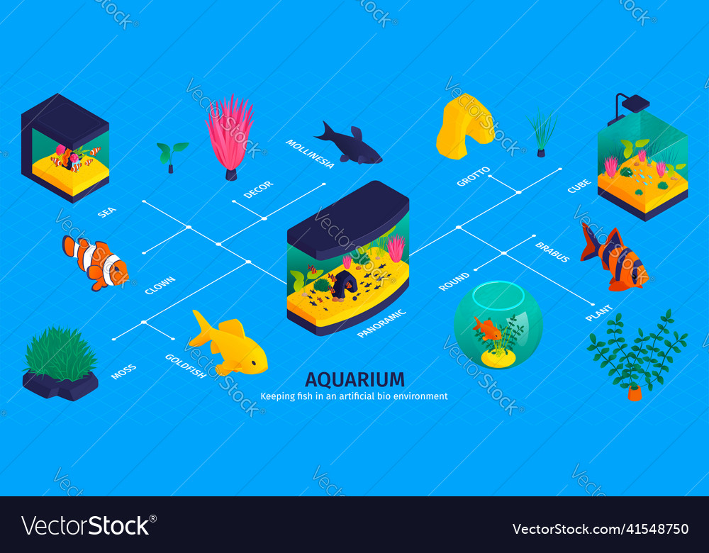 Isometric aquarium fish infographics Royalty Free Vector