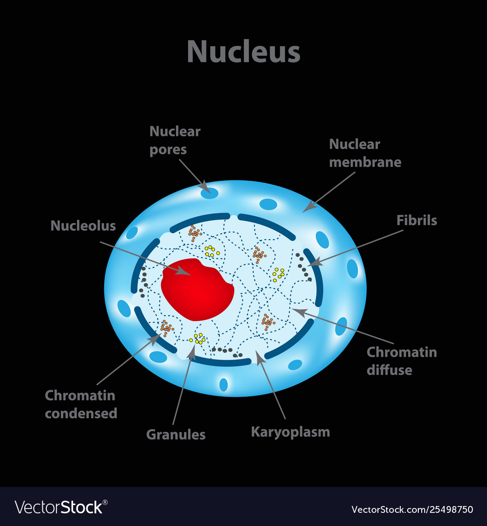 Structure human cell nucleus Royalty Free Vector Image