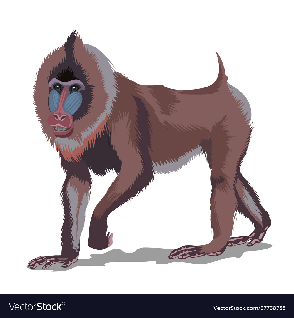 Mandrill or big brown monkey isolated in white