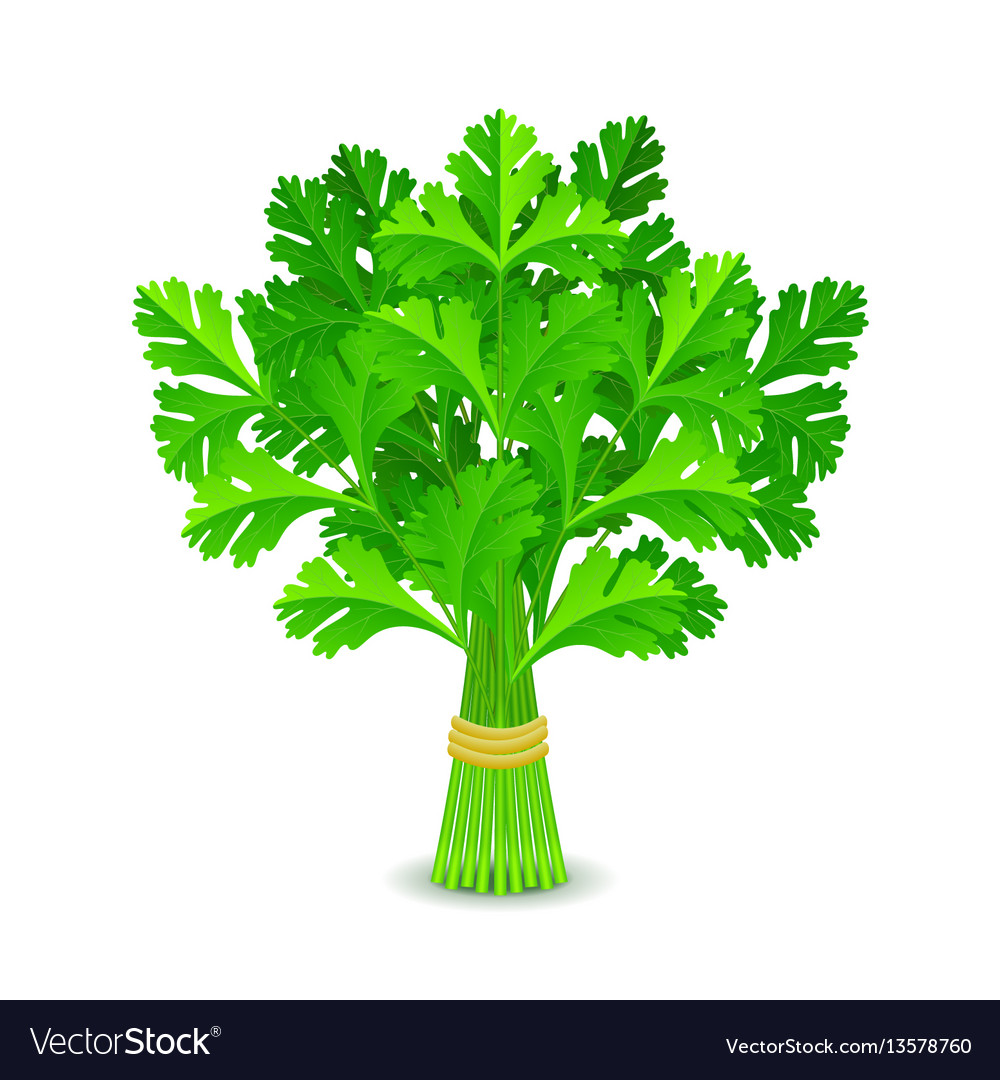 Parsley isolated on white Royalty Free Vector Image
