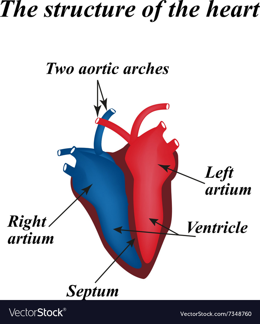 Structure of the heart infographics Royalty Free Vector