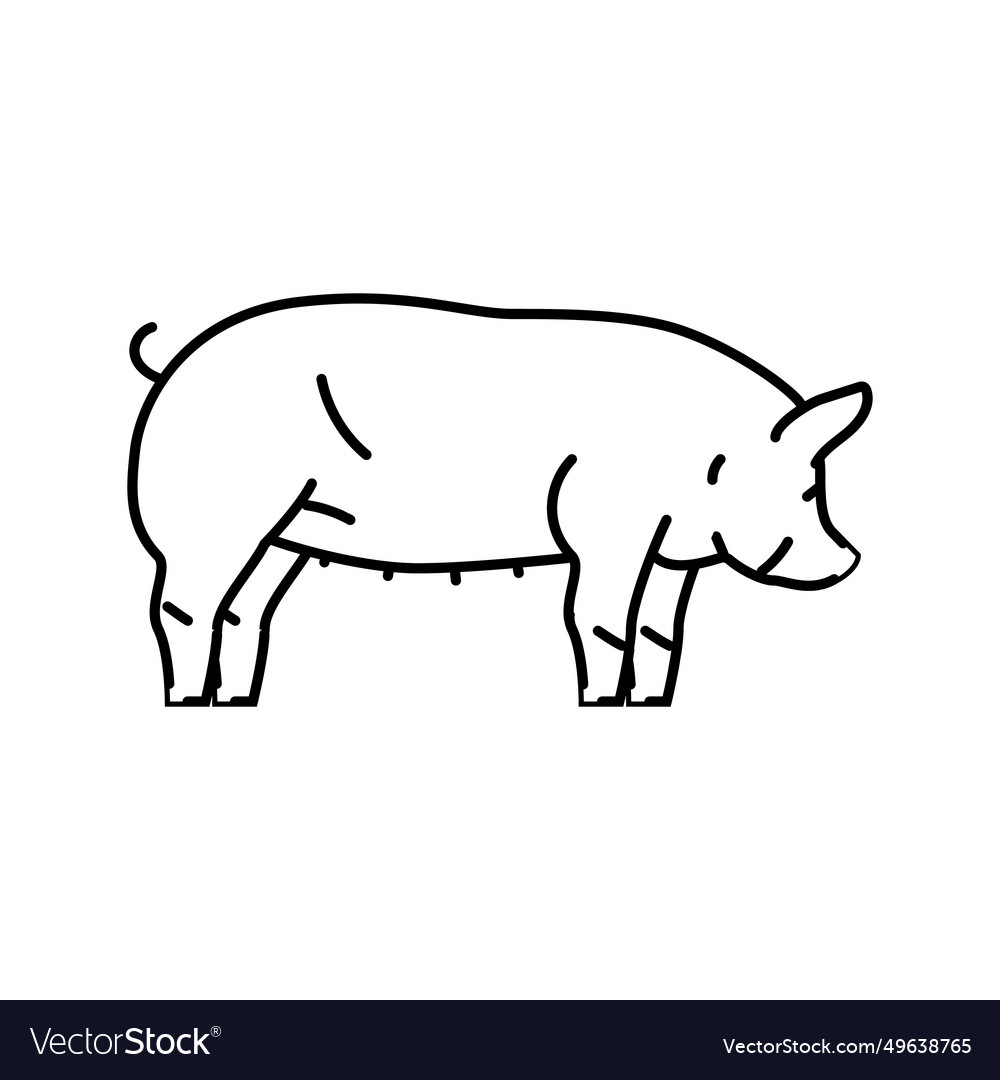 Berkshire pig breed line icon