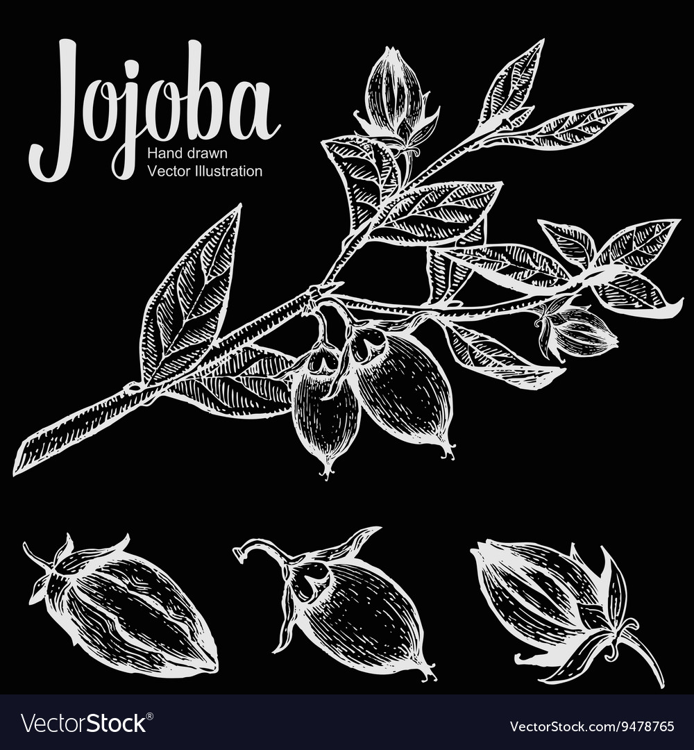 Jojoba plant