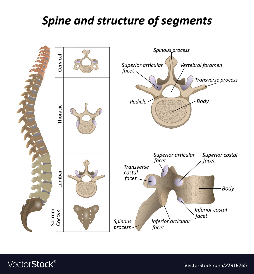 Spine sections and segments of the vertebrae Vector Image