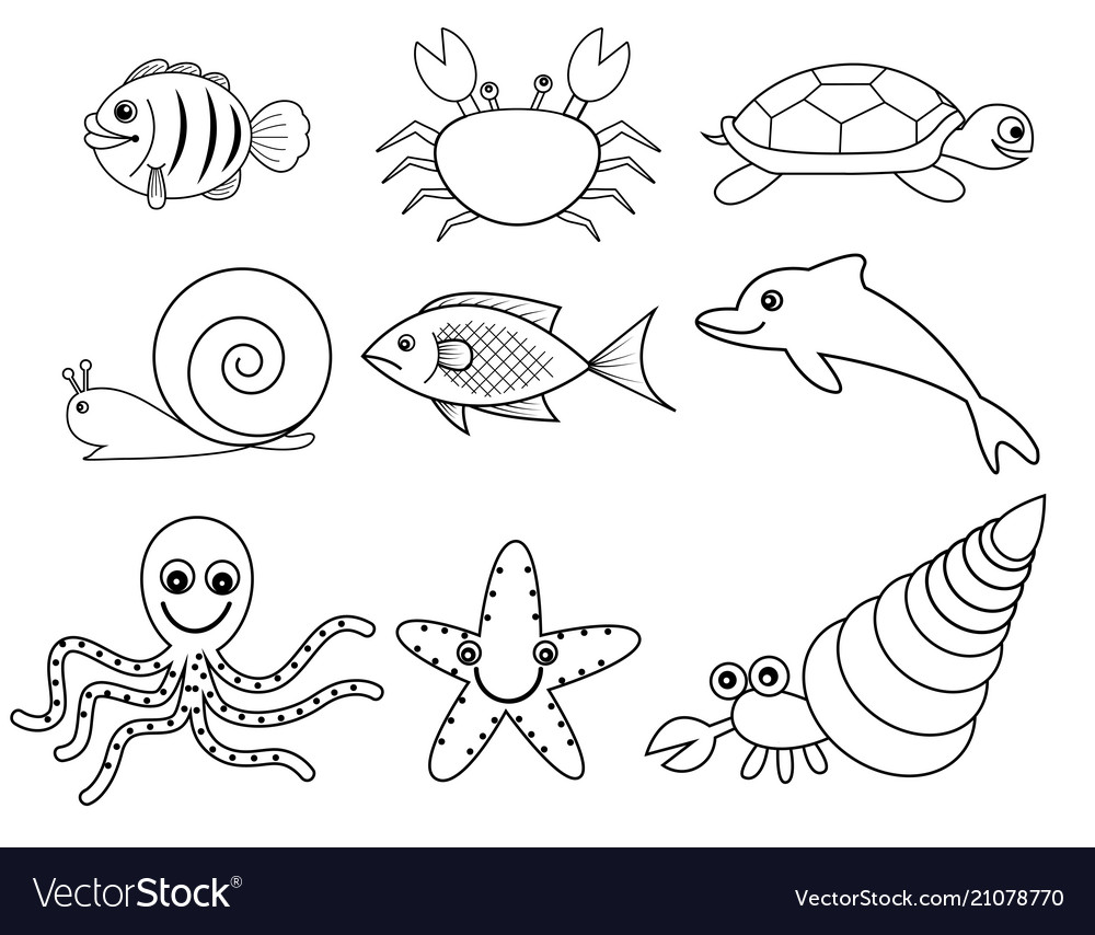 Sea and shell animals