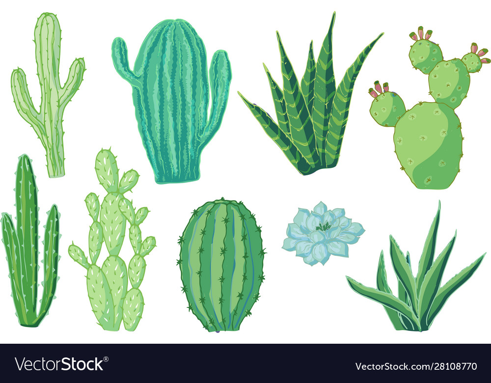 Set cacti cartoon colored isolated objects vector image Set cacti cartoon colored isolated objects